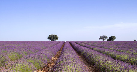 Purple lavender fields landscape