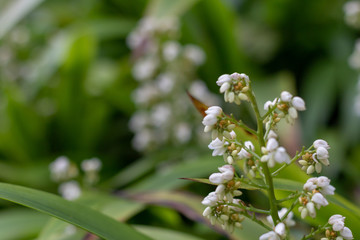 Flower nature leaf bokeh background.
