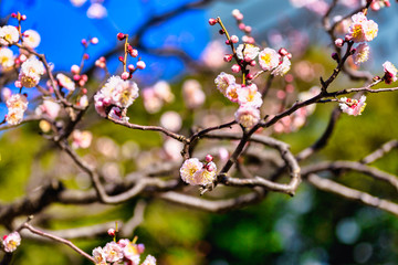Plum blossom blooming branch, Asakusa, Tokyo