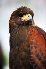 Falconry. Harris hawk (Parabuteo unicinctus) bird of prey