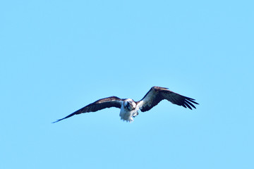 Fischadler im Flug (Pandion haliaetus)
