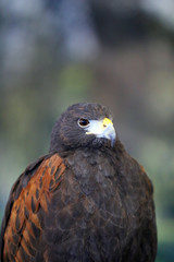 Falconry. Harris hawk (Parabuteo unicinctus) bird of prey