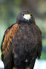 Falconry. Harris hawk (Parabuteo unicinctus) bird of prey