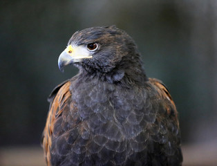 Obraz premium Falconry. Harris hawk (Parabuteo unicinctus) bird of prey
