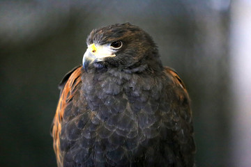 Falconry. Harris hawk (Parabuteo unicinctus) bird of prey