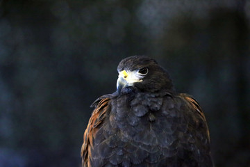 Falconry. Harris hawk (Parabuteo unicinctus) bird of prey