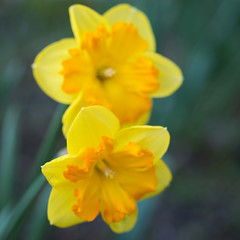 Obraz na płótnie Canvas Yellow daffodils flowers close up, soft focus