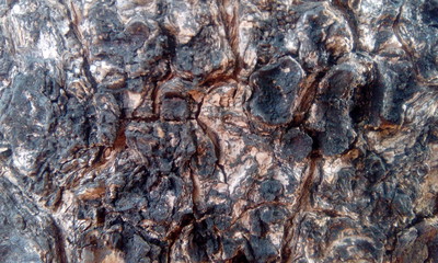 A Wooden of Tree in my Garden. It's Trunk Part of Tree.