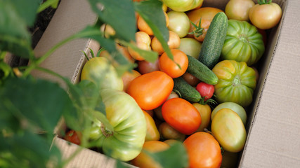 Freshly harvested tomatoes and cucumbers in a box in greenhouse. Top of view