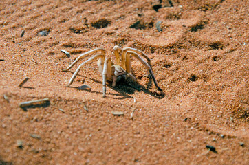White lady spider in desert