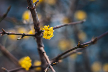 branch of a tree in spring
