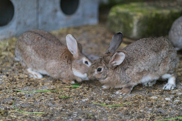 rabbit in the field