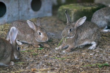 rabbit