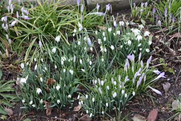 Fototapeta premium Schneeglöckchen/Snowdrops blühen in einem Mannheimer Garten, gesehen 2020