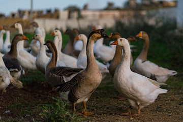 Obraz premium family of geese