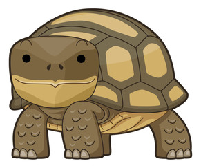 Desert Tortoise Illustration