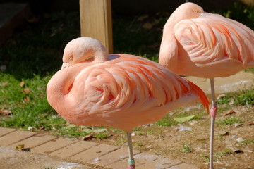 Naklejka na ściany i meble Photo of a flamingo at the waterside
