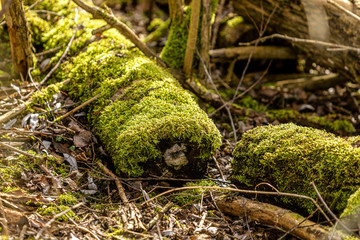 Leben im Wald