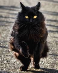A black cat with yellow eyes is running in Ticino, Switzerland, in a sunny day