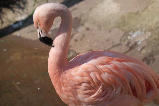 Photo of a flamingo at the waterside