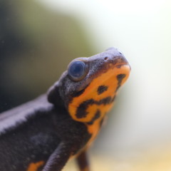 Aquarium picture of three newts