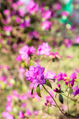 Pink rhododendron flowers in a spring garden, blurred background. Branch of a beautiful flowering shrub of rhododendron. Selective focus.