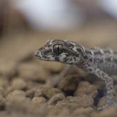 Pictures of reptiles kept with pets