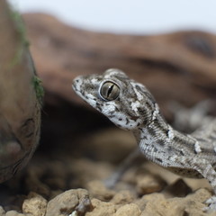 Pictures of reptiles kept with pets