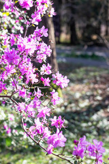 Beautiful pink rhododendron (azalea) bushes in a spring park, blurred background. 