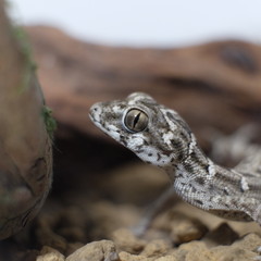 Pictures of reptiles kept with pets