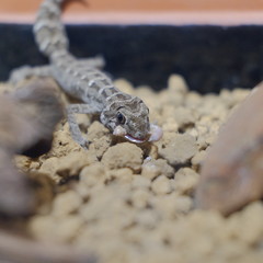 Pictures of reptiles kept with pets