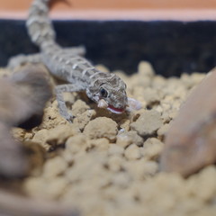 Pictures of reptiles kept with pets