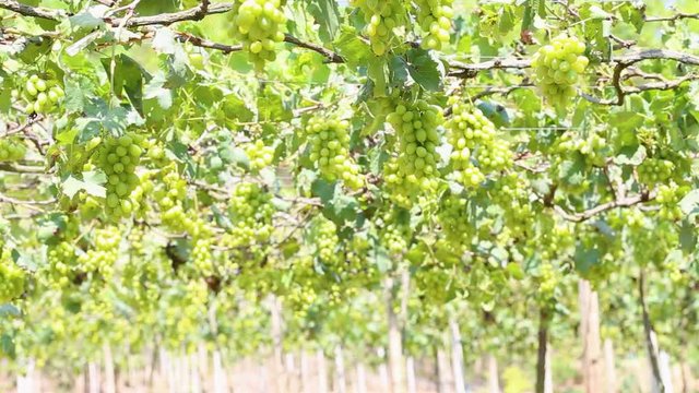 Green grape vines in vineyard at the day in Thailand. Grapes on maturity stage. Sunlight breaks through a green vineyard.