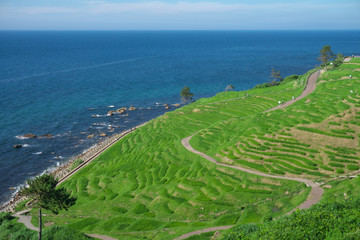 白米千枚田