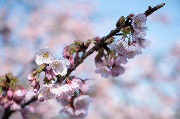 桜の花接写