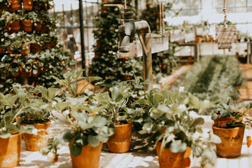 Greenhouse living and plants