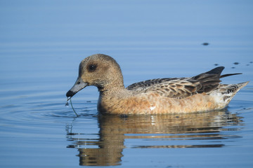 Fischione (Anas penelope) femmina,ritratto nell'acqua del lago