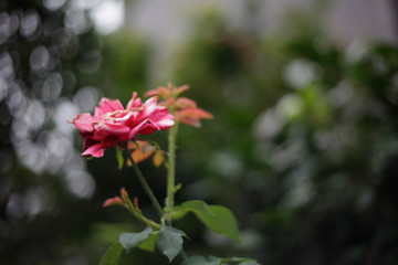 ピンク色の薔薇