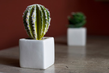 A small green cactus in a pot on a red background. Houseplant. Interior