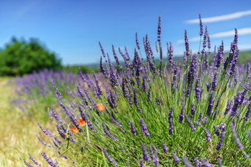 Close Up View of Lavender under the Sunlight