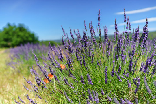 Close Up View of Lavender under the Sunlight © Sen