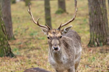 Obraz premium ein junger Damhirsch