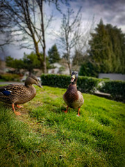 duck on the grass