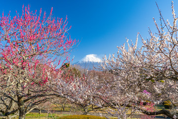 富士山　梅　梅林　日本