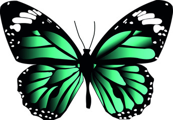colored butterfly isolated on white background