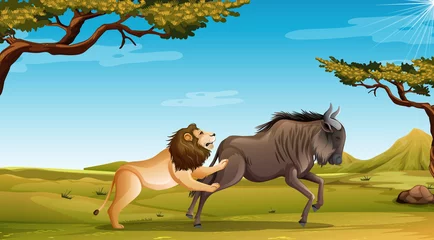 Scene with lion hunting buffalo in the field © blueringmedia