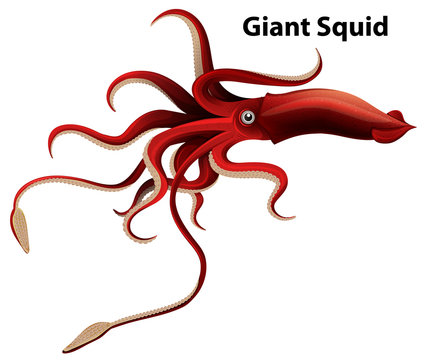 Wordcard design for giant squid with white background