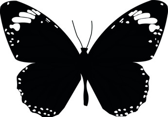 black butterfly isolated on white background