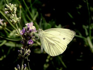 butterfly on the flower