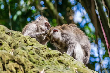 Two wild monkey in sacred Monkey Forest